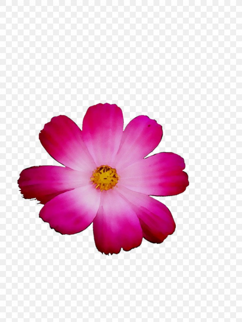 Garden Cosmos Annual Plant Herbaceous Plant Pink M Family M Invest D.o.o., PNG, 999x1332px, Garden Cosmos, Annual Plant, Cosmos, Daisy Family, Family M Invest Doo Download Free