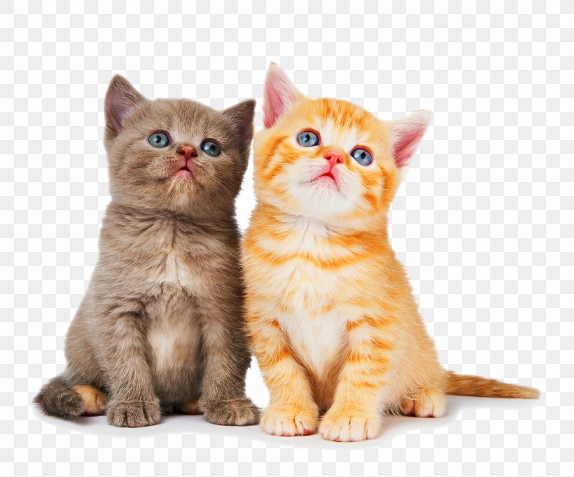 Ragdoll British Shorthair Kitten Dog Litter Box, PNG, 2000x1663px, Ragdoll, American Wirehair, Animal, Asian, British Shorthair Download Free
