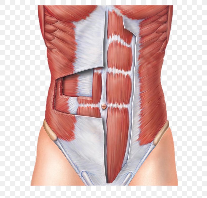 Rectus Abdominis Muscle Abdominal Wall Transverse Abdominal Muscle Abdomen, PNG, 618x787px, Watercolor, Cartoon, Flower, Frame, Heart Download Free