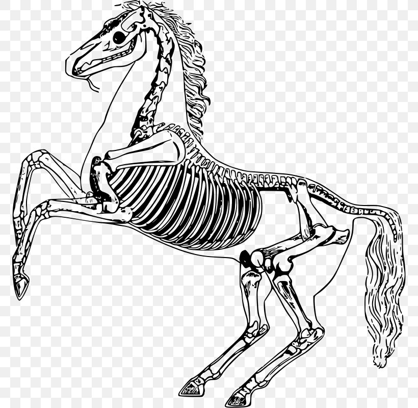 The Anatomy Of The Horse Skeleton, PNG, 772x800px, Horse, Anatomy, Anatomy Of The Horse, Animal Figure, Artwork Download Free