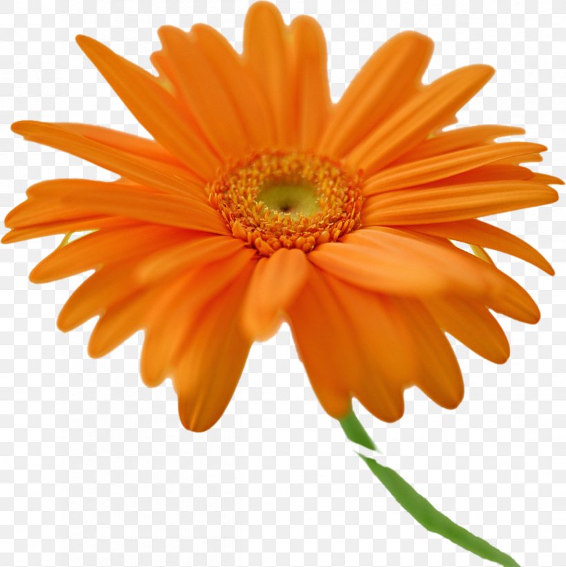 Transvaal Daisy Desktop Wallpaper Orange Flower Common Daisy, PNG, 1198x1200px, Transvaal Daisy, Chrysanths, Color, Common Daisy, Computer Download Free