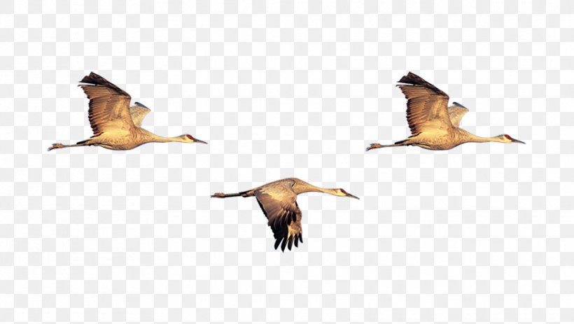 Duck Bird Swan Goose Flock, PNG, 935x529px, Bird, Anatidae, Animal, Anseriformes, Beak Download Free