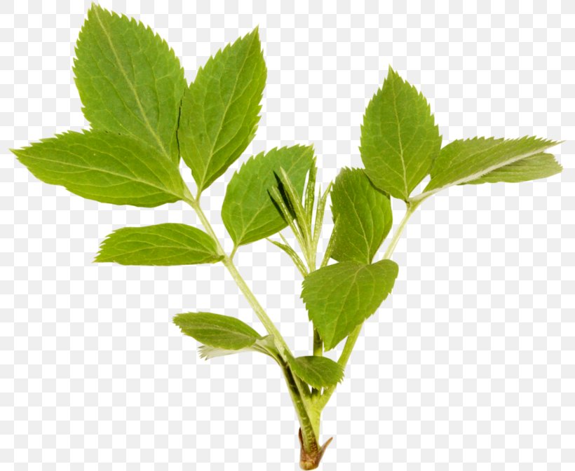 Leaf Herbalism Plant Stem Tree, PNG, 800x672px, Leaf, Herb, Herbal, Herbalism, Plant Download Free