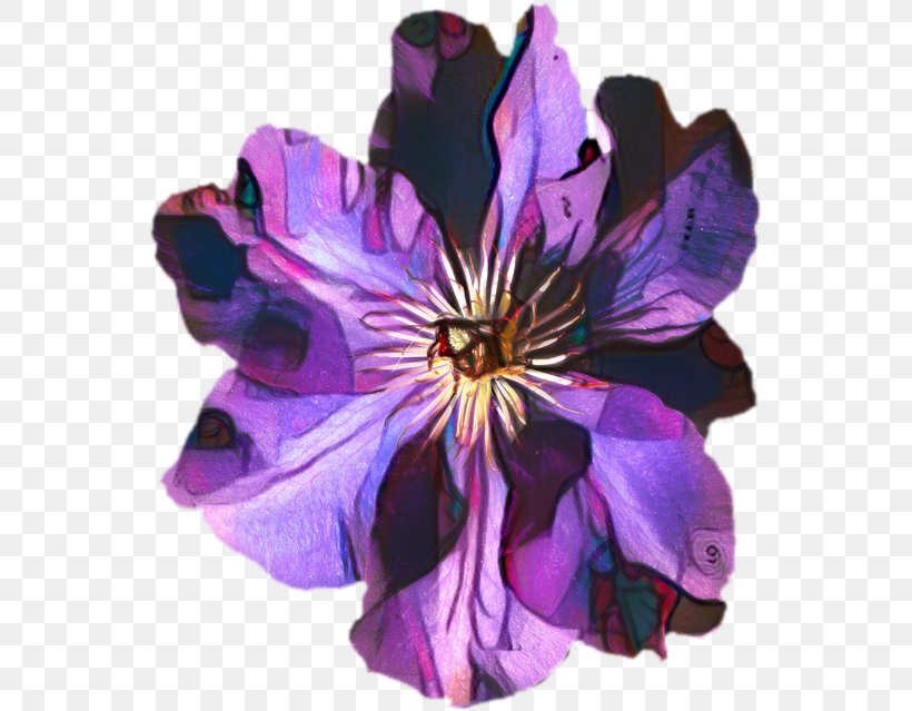Violet Flower, PNG, 553x639px, Herbaceous Plant, Blue, Clematis, Flower, Petal Download Free