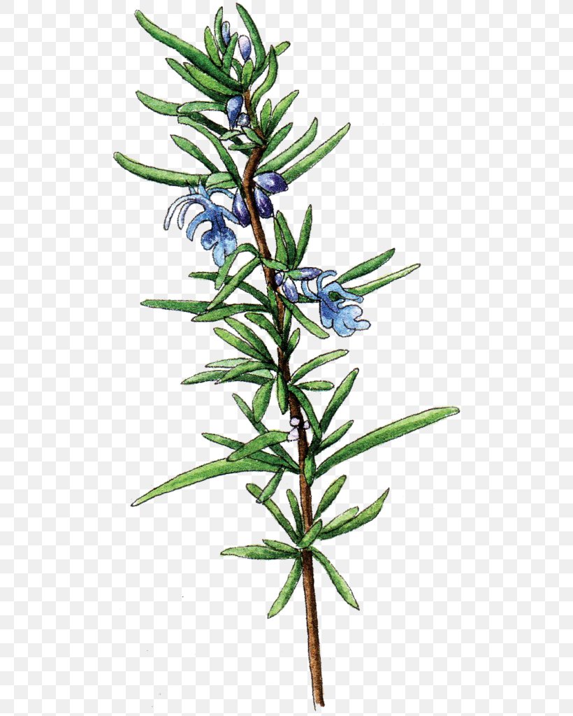 Berkeley Horticultural Nursery Rosemary Larch Herb Food, PNG, 509x1024px, Rosemary, Berkeley, Branch, Conifer, Evergreen Download Free