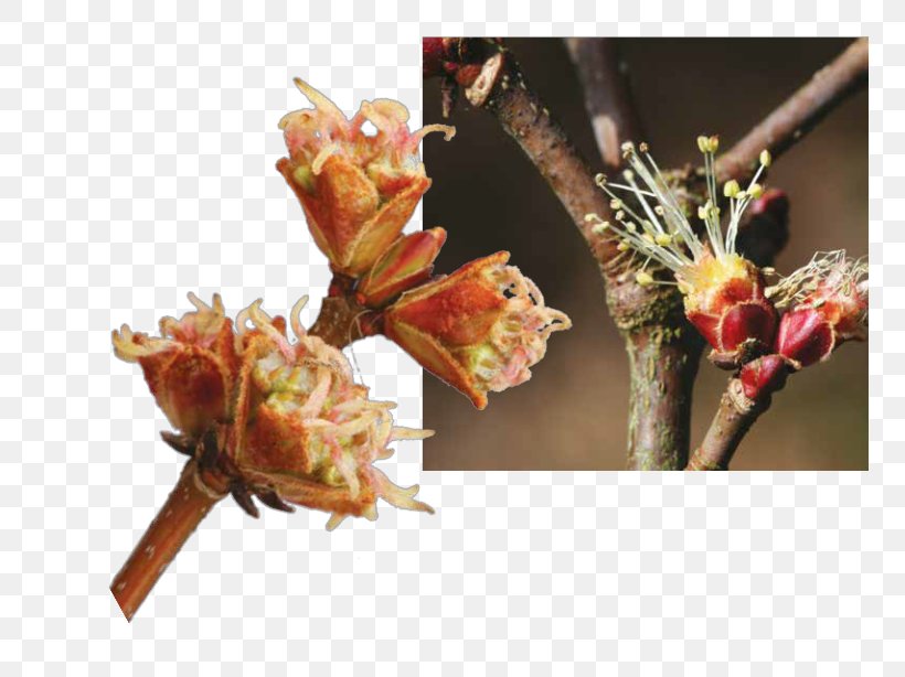 Flower Tree Silver Maple Bud Twig, PNG, 755x614px, Flower, Artificial Flower, Blossom, Branch, Bud Download Free