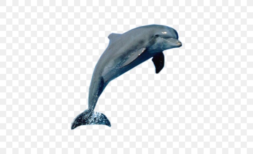 La Plata Dolphin Killer Whale Cetacea, PNG, 500x500px, Dolphin, Animal, Aquatic Animal, Bottlenose Dolphin, Cetacea Download Free