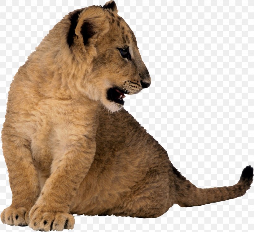 Lion Animal Minha Pequena Biblioteca, PNG, 2028x1849px, Lion, Animal, Big Cats, Carnivoran, Cat Like Mammal Download Free