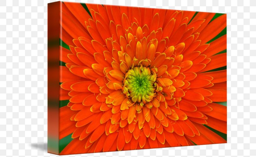 Rosley Gallery Wrap Transvaal Daisy Canvas English Marigold, PNG, 650x504px, Gallery Wrap, Annual Plant, Calendula, Canvas, Chrysanthemum Download Free