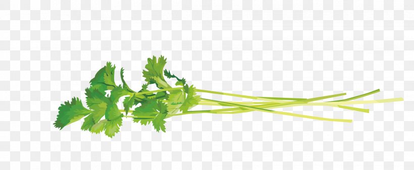 Vector Coriander Leaves, PNG, 2034x836px, Leaf, Branch, Coriander, Grass, Green Download Free