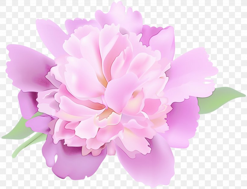 Watercolor Pink Flowers, PNG, 3000x2302px, Watercolor, Blossom, Chinese Peony, Common Peony, Cut Flowers Download Free