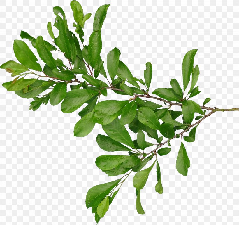 Branch Leaf, PNG, 3935x3698px, Branch, Herb, Leaf, Leaf Vegetable, Plant Download Free