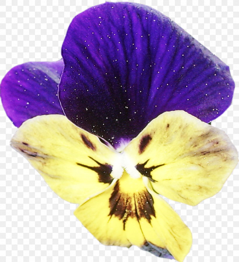Flower Violet Petal Purple Plant, PNG, 1117x1226px, Flower, Pansy, Petal, Plant, Purple Download Free