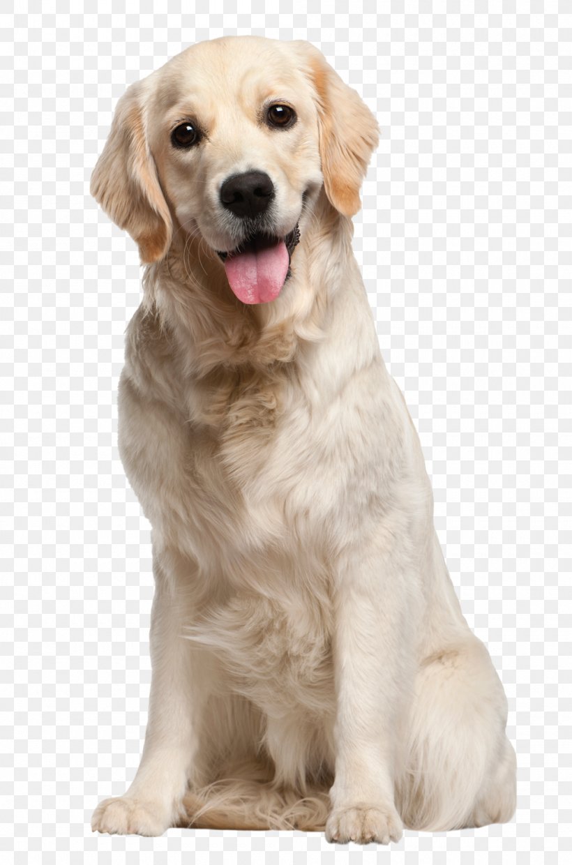 Golden Retriever Labrador Retriever Pet Puppy, PNG, 1000x1513px, Golden Retriever, Animal, Breed, Carnivoran, Companion Dog Download Free