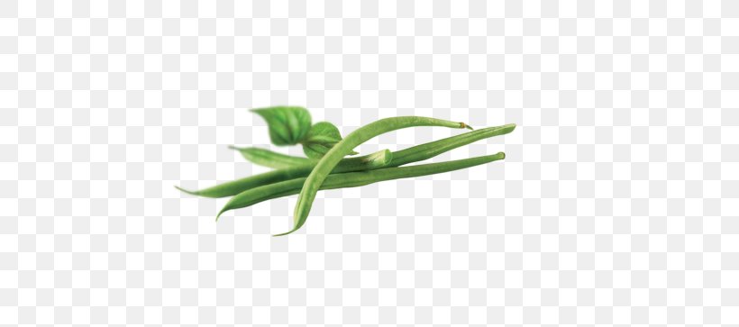 Green Bean Organic Food Side Dish Orogel S.p.A. Consortile, PNG, 450x363px, Green Bean, Chef, Flavor, Food, Foodservice Download Free