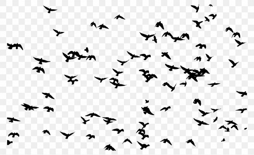 Bird Flight Flock Bird Flight Clip Art, PNG, 1000x611px, Bird, Animal, Animal Migration, Beak, Bird Flight Download Free