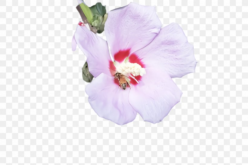 Flower Petal Pink Plant Hawaiian Hibiscus, PNG, 2448x1632px, Flower, Hawaiian Hibiscus, Hibiscus, Mallow Family, Petal Download Free
