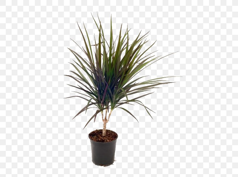 Yucca Rostrata Houseplant Tree, PNG, 610x610px, Yucca Rostrata, Albizia Julibrissin, Arecales, Artificial Flower, Dracaena Download Free