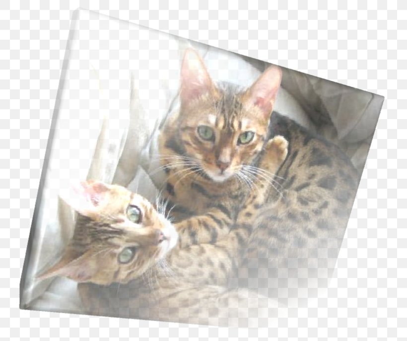 Bengal Cat Toyger Tabby Cat Whiskers Fauna, PNG, 762x687px, Bengal Cat, Bengal, Box, Carnivoran, Cat Download Free