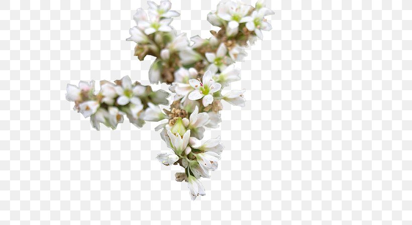 Buckwheat Flower Blossom Tea Honey, PNG, 562x449px, Buckwheat, Blossom, Branch, Breakfast, Cereal Download Free