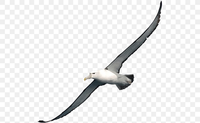 Clip Art Image Albatross Vector Graphics, PNG, 513x506px, Albatross, Beak, Bird, Image Resolution, Seabird Download Free