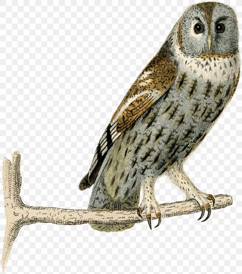 Great Grey Owl Fauna Beak Falcon, PNG, 1591x1800px, Great Grey Owl, Beak, Bird, Bird Of Prey, Falcon Download Free