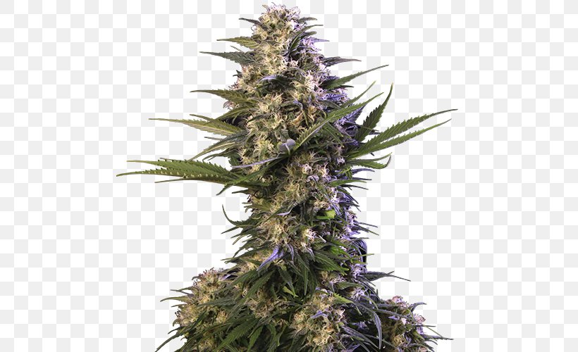 Autoflowering Cannabis Seed Blue Dream Cannabis Ruderalis, PNG, 500x500px, Cannabis, Autoflowering Cannabis, Blue Dream, Cannabidiol, Cannabis Ruderalis Download Free