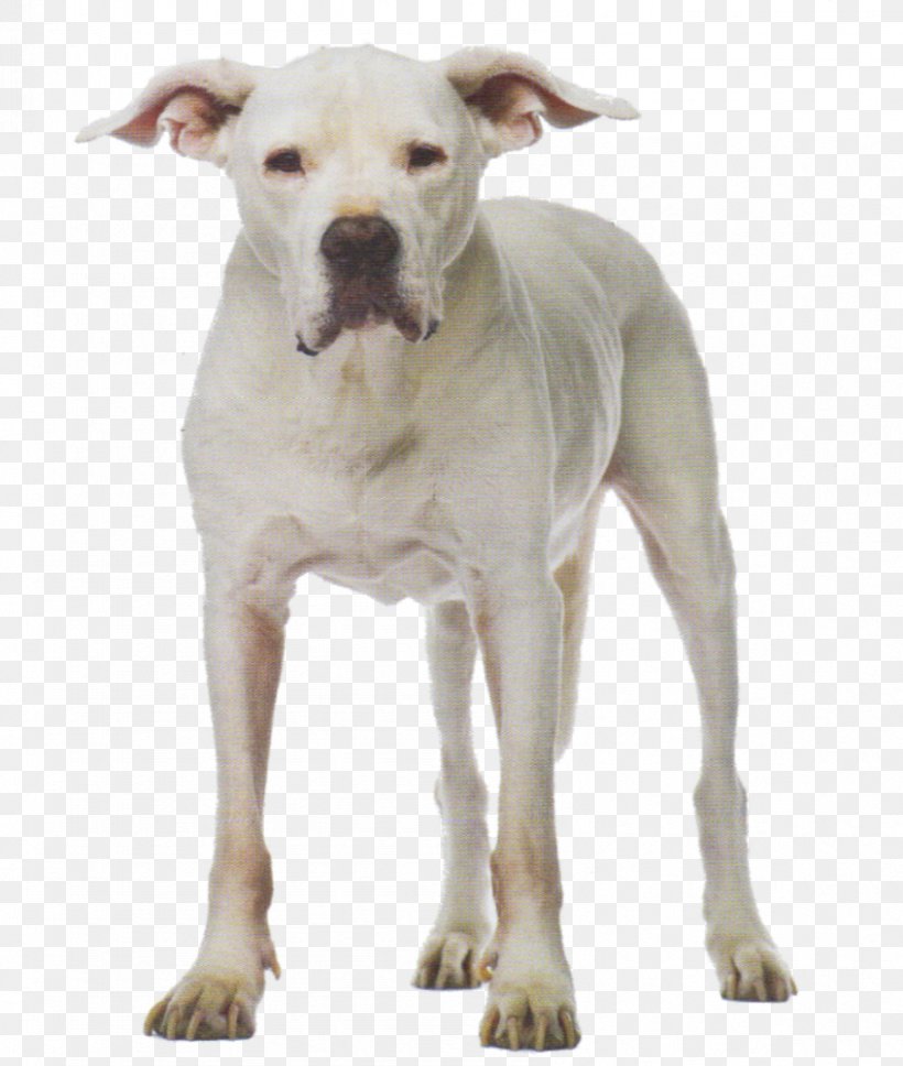 Dogo Argentino Dog Breed American Pit Bull Terrier Cordoba Fighting Dog American Bulldog, PNG, 847x1000px, Dogo Argentino, American Bulldog, American Pit Bull Terrier, Bull Terrier, Bulldog Download Free
