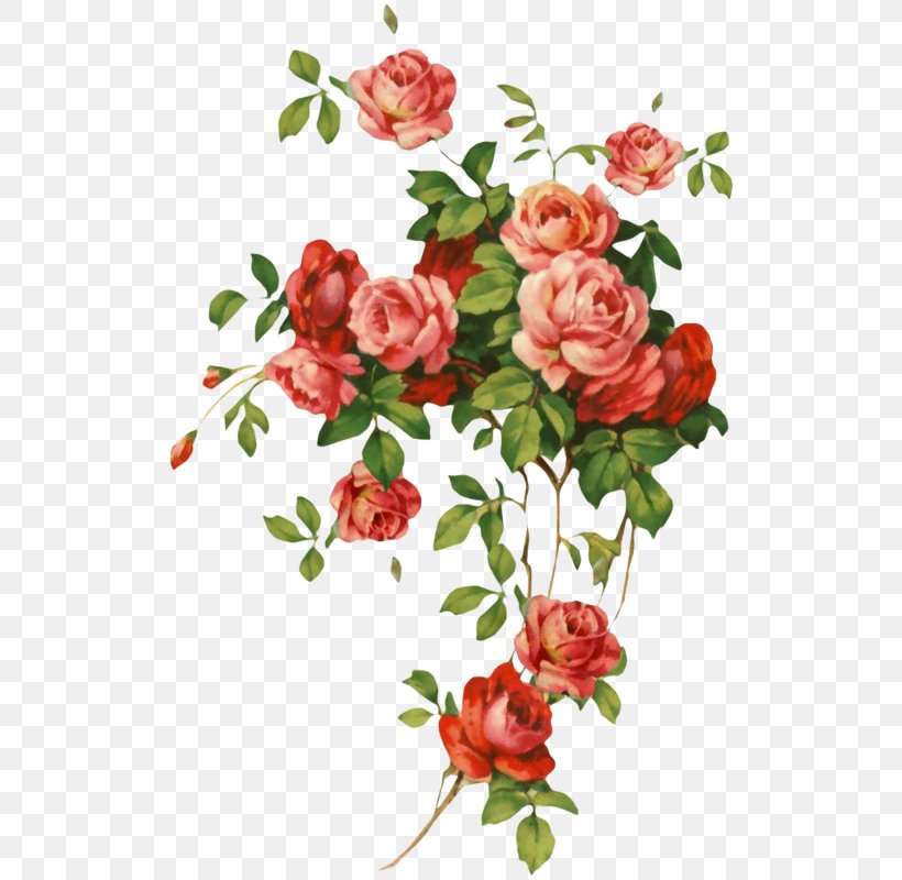 Garden Roses, PNG, 516x800px, Flower, Cut Flowers, Floribunda, Flowering Plant, Garden Roses Download Free
