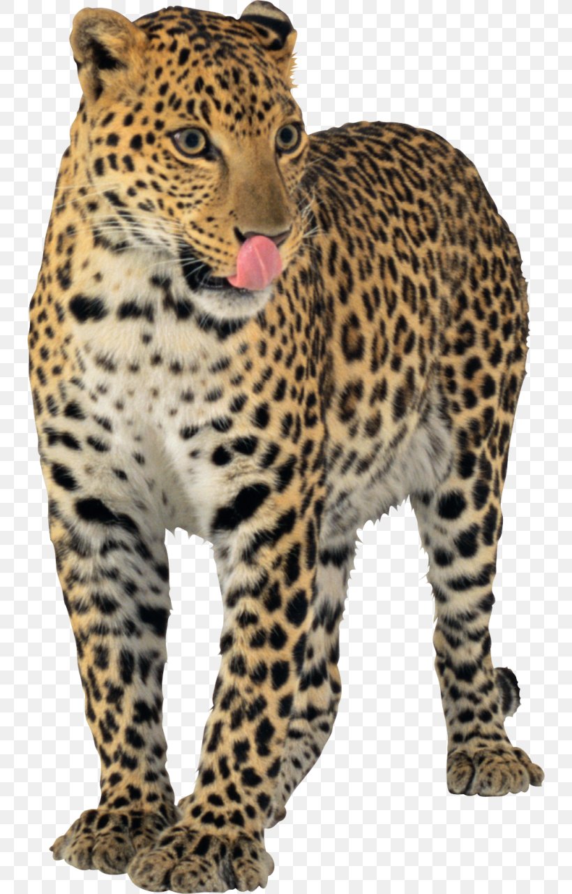 Leopard Cheetah Jaguar Tiger, PNG, 742x1280px, Jaguar, Big Cats, Carnivoran, Cat Like Mammal, Cheetah Download Free