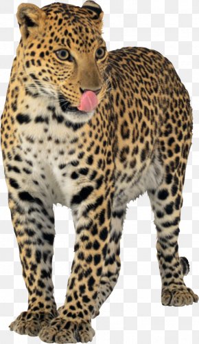 Leopard Cheetah Jaguar Animal, PNG, 800x500px, Leopard, Animal, Big Cats,  Car, Carnivoran Download Free