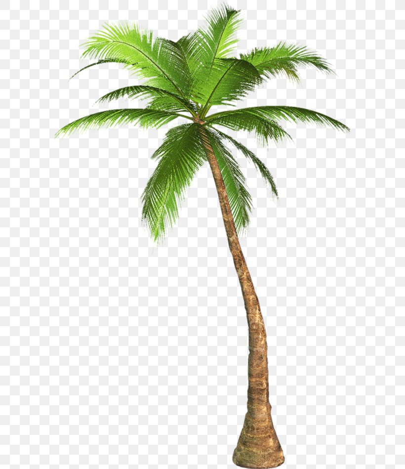 Palm Trees Clip Art Mexican Fan Palm California Palm, PNG, 599x949px, Palm Trees, Arecales, Attalea, Attalea Speciosa, Borassus Flabellifer Download Free