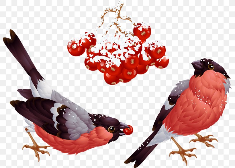 Vector Graphics Clip Art Royalty-free Illustration, PNG, 800x587px, Royaltyfree, Beak, Bird, Cardinal, Finch Download Free