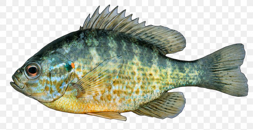 White Bass Tilapia Pumpkinseed Hybrid Striped Bass Fishing, PNG, 1000x517px, White Bass, Bass, Bluegill, Bony Fish, Fauna Download Free