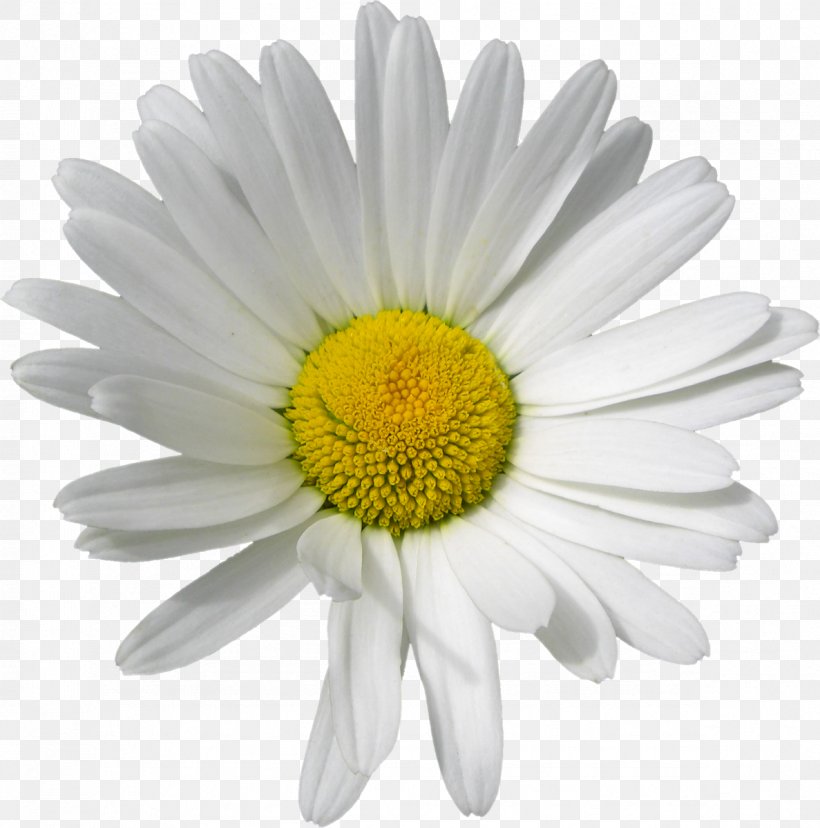 German Chamomile Tripleurospermum Clip Art, PNG, 1187x1200px, German ...