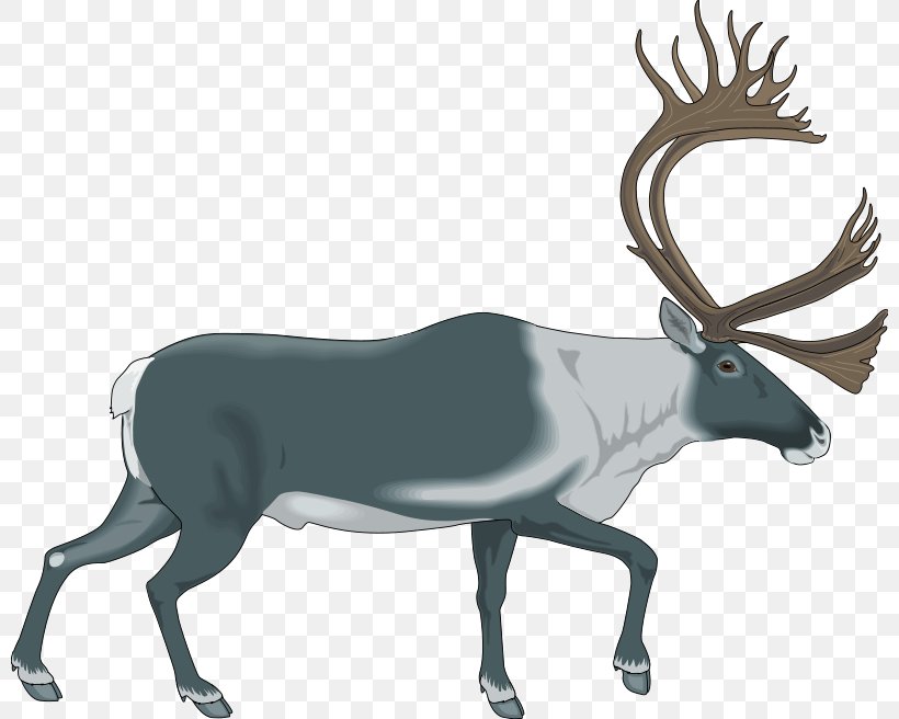 Reindeer Download Stock.xchng Clip Art, PNG, 800x656px, Reindeer, Antelope, Antler, Deer, Elk Download Free