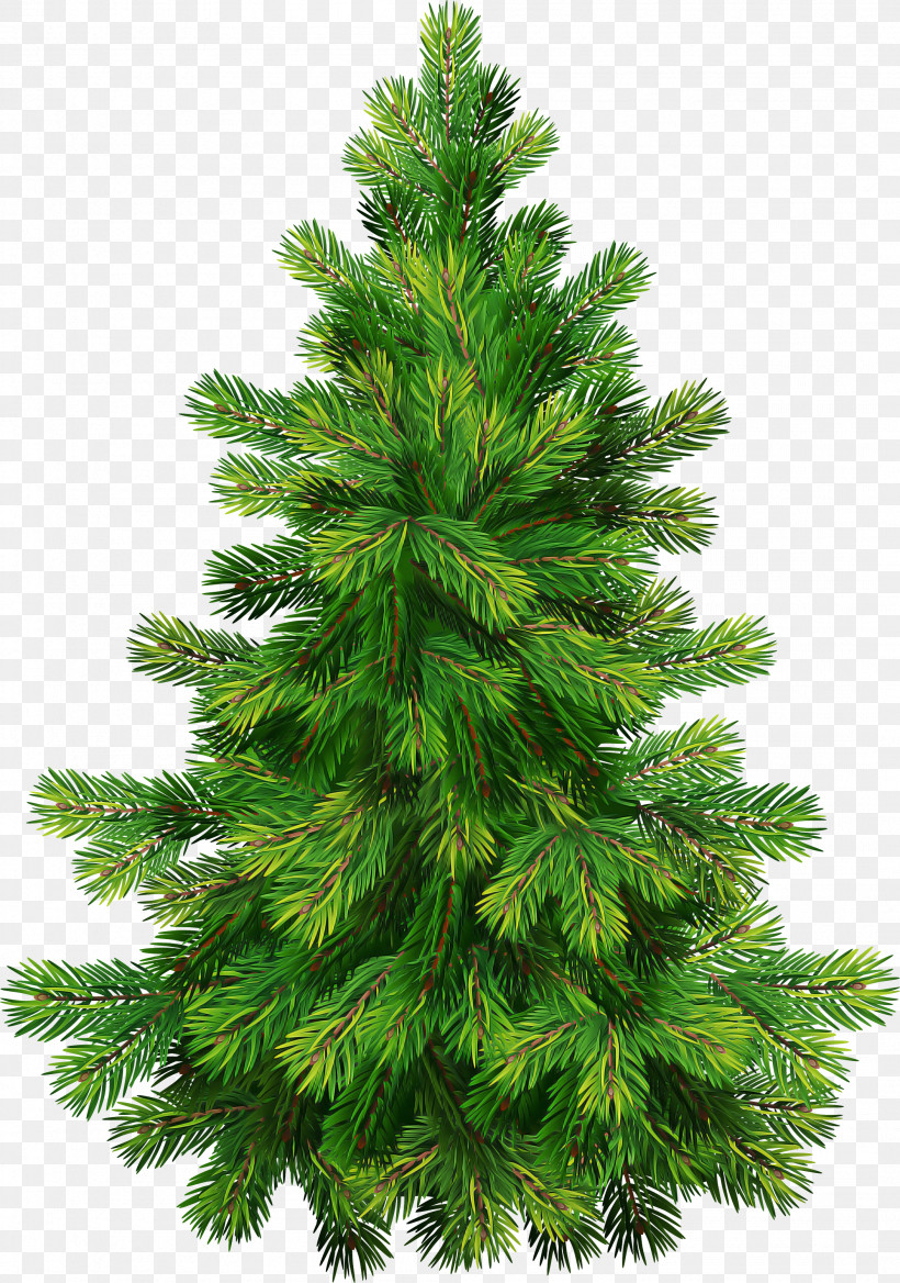 Shortleaf Black Spruce Columbian Spruce Balsam Fir Tree Sugar Pine, PNG, 2106x3000px, Shortleaf Black Spruce, Balsam Fir, Colorado Spruce, Columbian Spruce, Lodgepole Pine Download Free