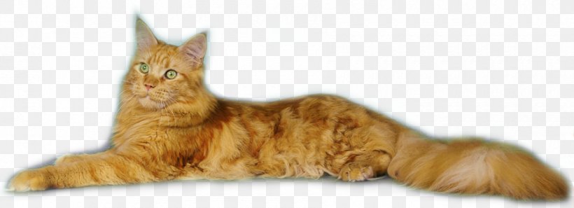 Tabby Cat Maine Coon European Shorthair Domestic Short-haired Cat Kitten, PNG, 900x326px, Tabby Cat, Animal Figure, Carnivoran, Cat, Cat Like Mammal Download Free