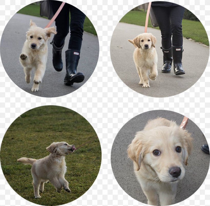 Golden Retriever Dog Breed Companion Dog Sporting Group, PNG, 926x908px, Golden Retriever, Breed, Carnivoran, Companion Dog, Dog Download Free