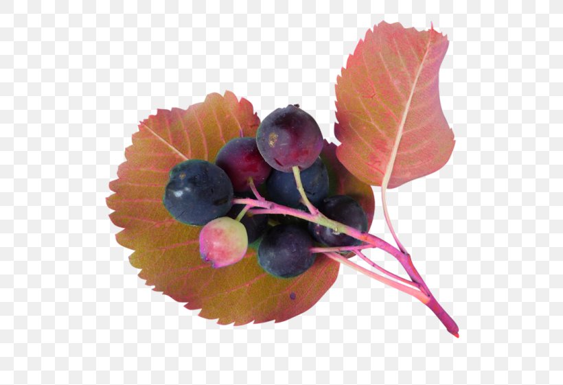 Juice Blueberry, PNG, 600x561px, Juice, Berry, Blueberry, Fruit, Grapevine Family Download Free