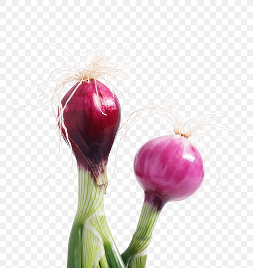 Onion Chef Taste Cuisine Papila, PNG, 800x867px, Onion, Beet, Beetroot, Bud, Chef Download Free