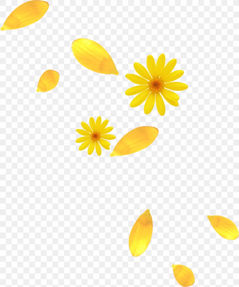 Petal Yellow Flower, PNG, 1108x1335px, Petal, Color, Daisy, Daisy Family, Data Download Free