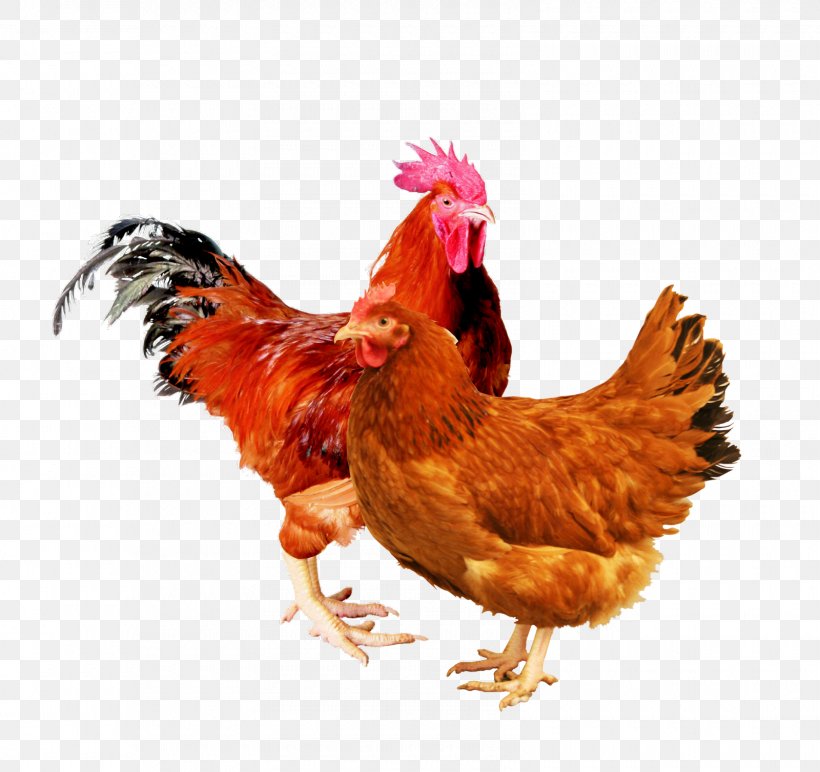 Rooster New Hampshire Chicken Rhode Island Red Sussex Chicken Leghorn Chicken, PNG, 1600x1508px, Rooster, Beak, Bird, Broiler, Chicken Download Free