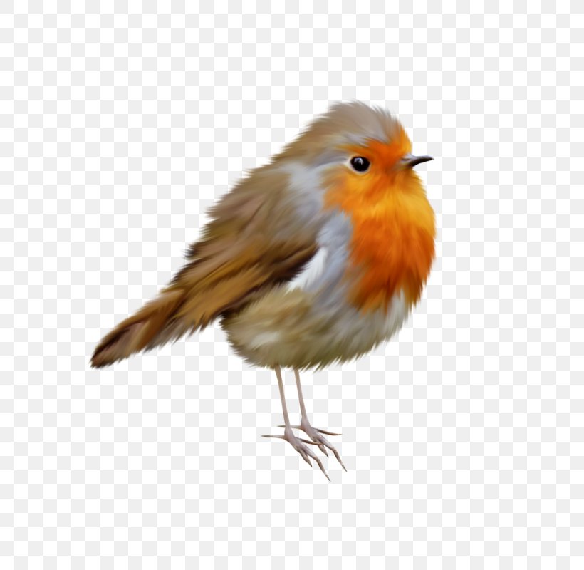 European Robin Bird Nest American Robin Clip Art, PNG, 800x800px, European Robin, American Robin, Beak, Bird, Bird Houses Download Free