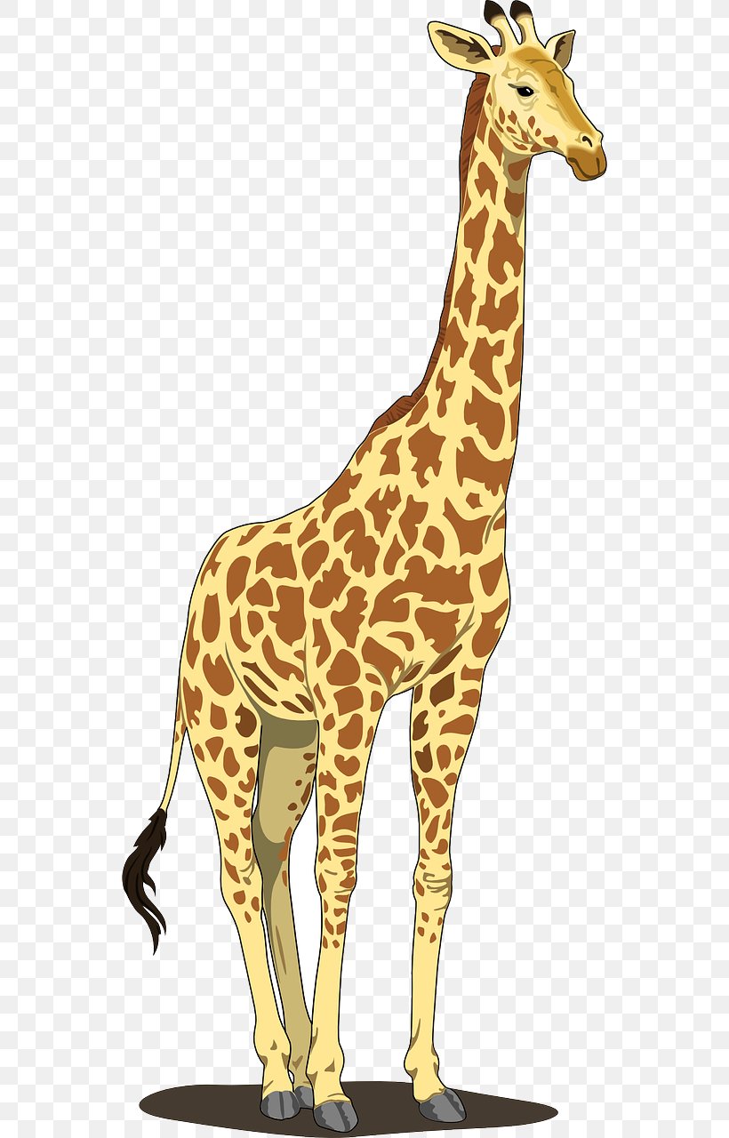 Giraffe IPhone 6 Clip Art, PNG, 640x1280px, Giraffe, Animal Figure, Drawing, Fauna, Giraffidae Download Free