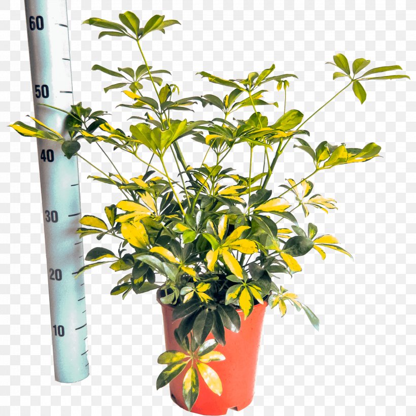 Schefflera Arboricola Houseplant Nursery Flowerpot, PNG, 2160x2160px, Schefflera Arboricola, Branch, Flowerpot, Greenhouse, Horticulture Download Free