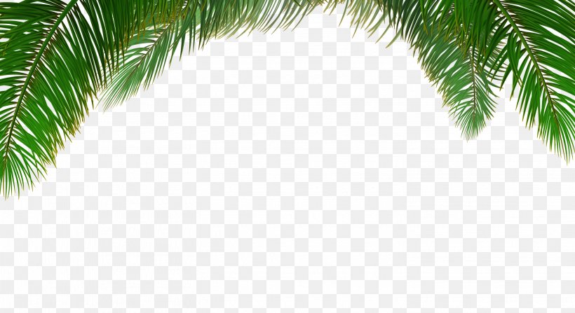 Arecaceae Tree Euclidean Vector Leaf, PNG, 2929x1600px, Arecaceae, Arecales, Branch, Grass, Green Download Free