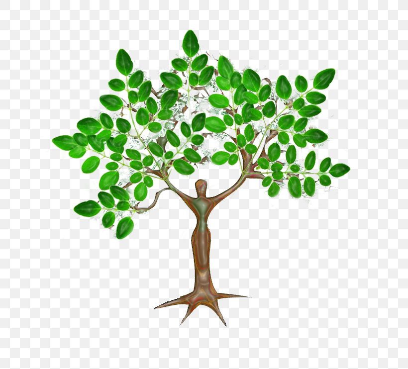 Drumstick Tree Nutrient Plant Cutting, PNG, 753x742px, Drumstick Tree, Branch, Cutting, Eating, Flowerpot Download Free