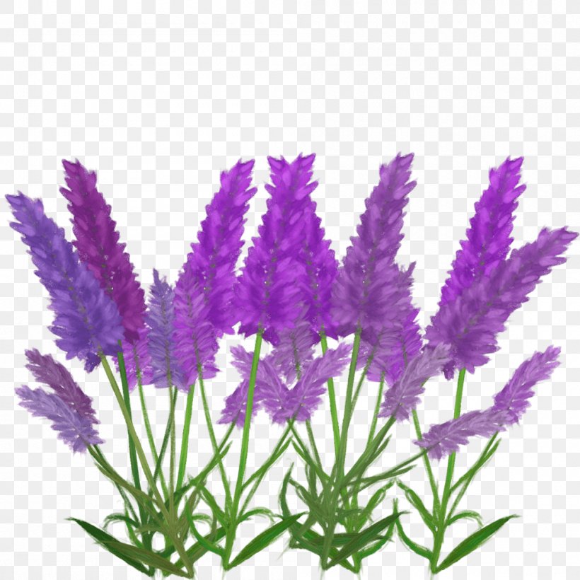 English Lavender French Lavender Aquarium, PNG, 1000x1000px, English Lavender, Aquarium, Aquarium Decor, Flower, Flowering Plant Download Free
