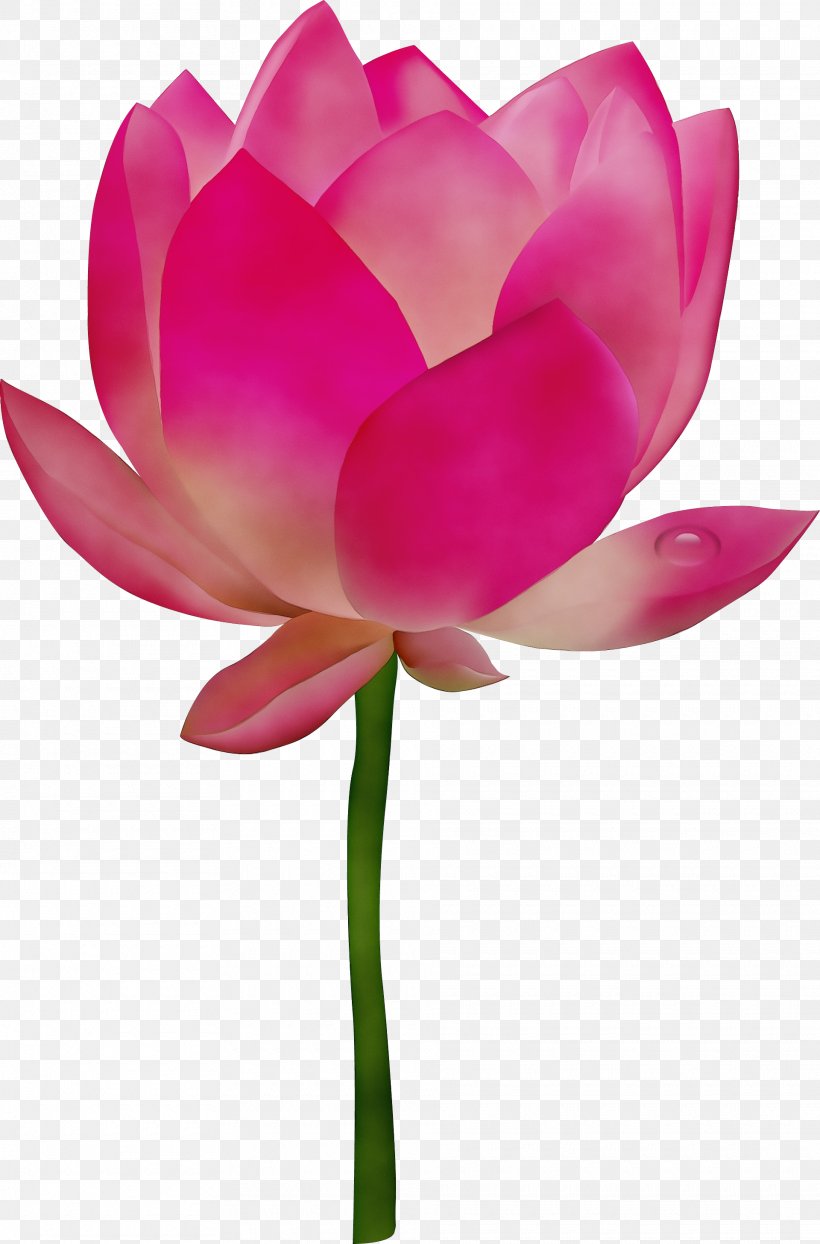 Nymphaea Nelumbo Clip Art Flower Image, PNG, 1920x2913px, Nymphaea Nelumbo, Aquatic Plant, Botany, Cut Flowers, Egyptian Lotus Download Free